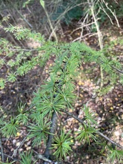 Larix decidua