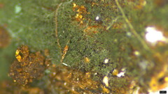 Chloridium gonytrichii