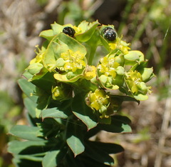 Euphorbia genistoides