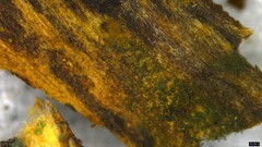 Chloridium gonytrichii