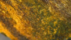 Chloridium gonytrichii