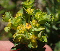 Euphorbia genistoides