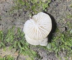 Clitocybaceae