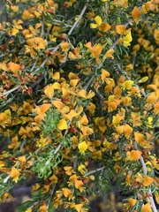 Aspalathus subtingens