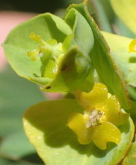 Euphorbia genistoides