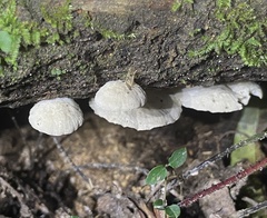 Clitocybaceae
