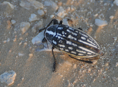 Julodis fimbriata lacunosa