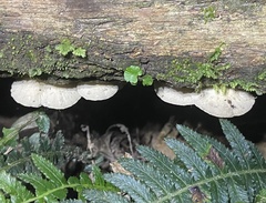 Clitocybaceae