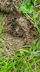 Scleroderma
