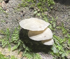 Clitocybaceae