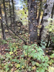 Scrophularia lanceolata