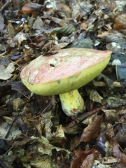 Butyriboletus regius