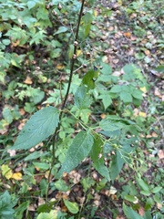 Scrophularia lanceolata