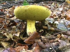 Butyriboletus regius