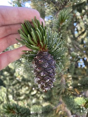Pinus aristata