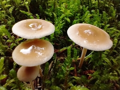 Gymnopilus dryophilus