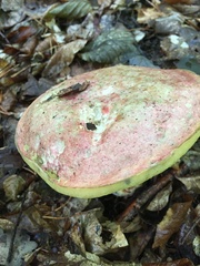 Butyriboletus regius