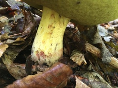 Butyriboletus regius