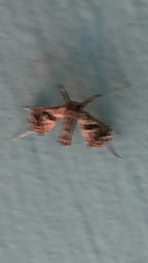 Lineodes integra