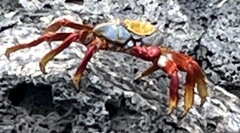 Grapsus