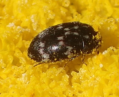 Dermestidae