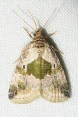 Maliattha synochitis