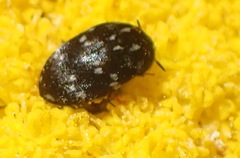 Dermestidae