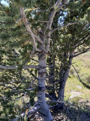 Pinus aristata