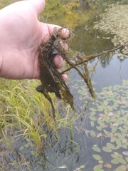 Utricularia macrorhiza