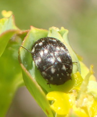 Dermestidae