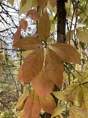 Parthenocissus inserta