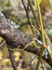 Parthenocissus inserta
