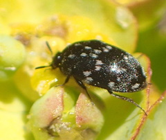 Dermestidae
