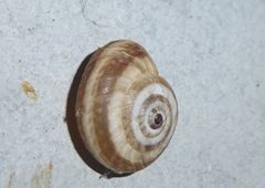 Cernuella aginnica