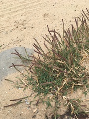 Tragus berteronianus