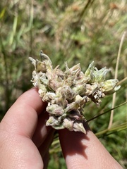 Aceria kiefferi