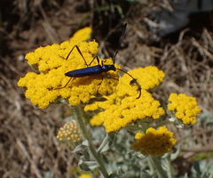 Hypocrites scabriusculus