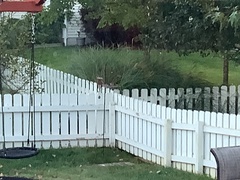 Passer domesticus