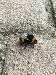 Bombus terrestris