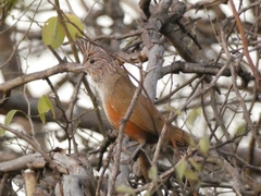 Rhinocrypta lanceolata