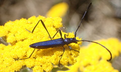 Hypocrites scabriusculus