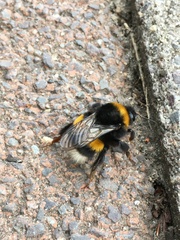 Bombus terrestris