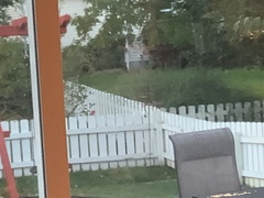 Passer domesticus