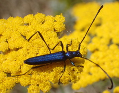 Hypocrites scabriusculus