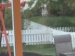 Passer domesticus