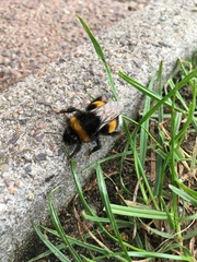 Bombus terrestris