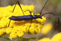 Hypocrites scabriusculus