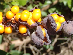 Chasmanthe aethiopica