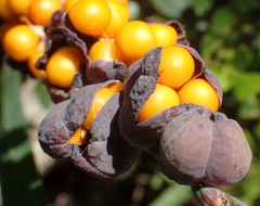 Chasmanthe aethiopica