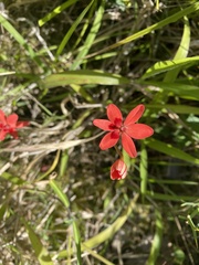 Freesia laxa